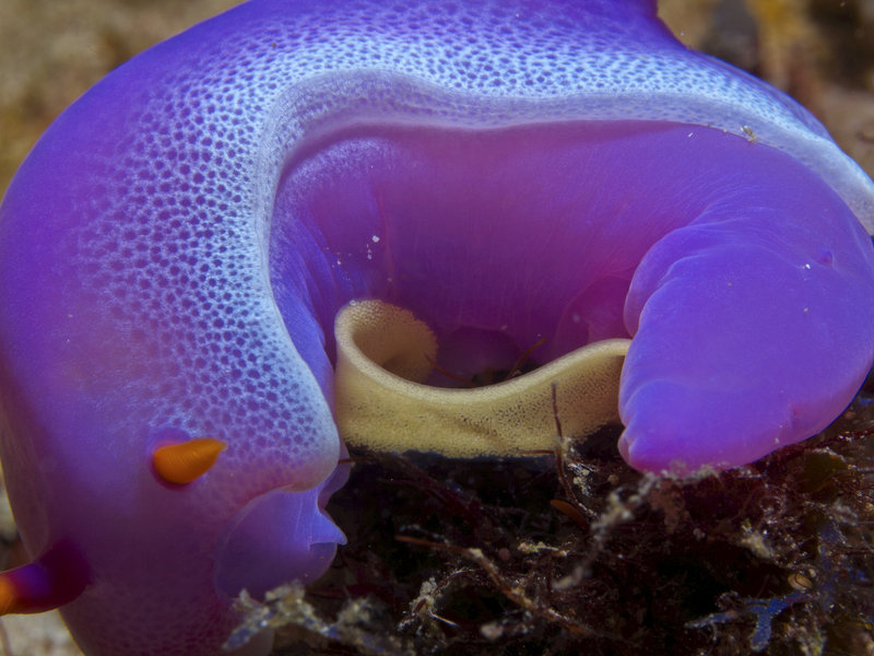 Nudibranch, Wreck Point